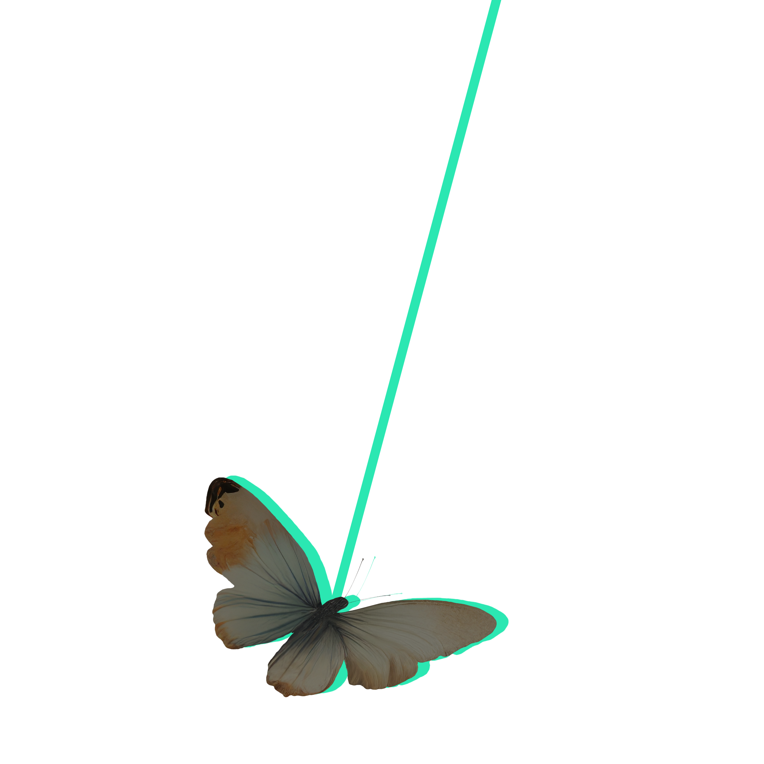 Animation of a butterfly